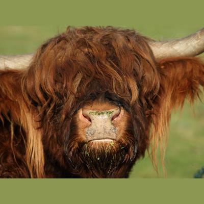 Ep. 137, Yak-Shaving into 2020 Ep. 137, Yak-Shaving into 2020