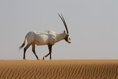 E136 Conservación de la Fauna