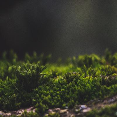 Relaxing Your Emotions And Thoughts