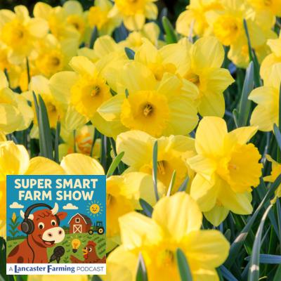 How Do Flowers Know When It's Time to Grow?
