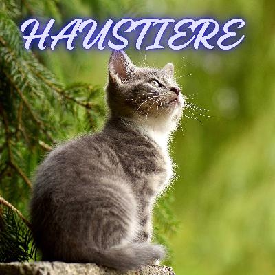 Katze