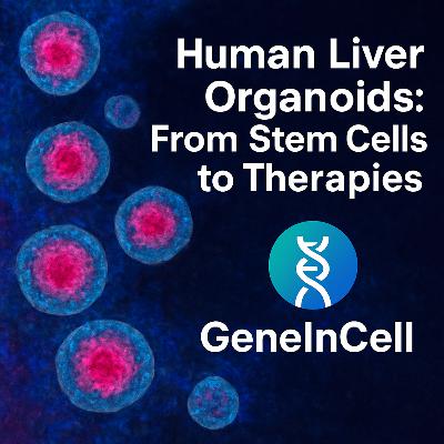 Human Liver Organoids- From Stem Cells to Therapies
