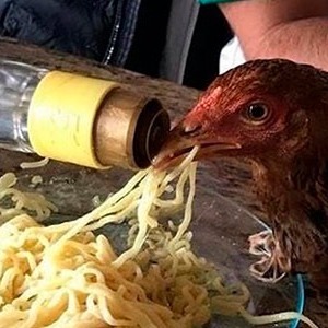 Jovens serão investigados por dar pinga a uma galinha em Marília-SP episode artwork