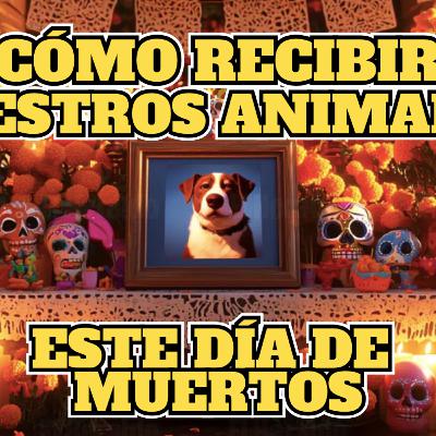 🕯️Qué poner en la ofrenda de tu animal de compañía y cómo recibirlos este 27 de octubre 🐶🐱 🕯️Qué poner en la ofrenda de tu animal de compañía y cómo recibirlos este 27 de octubre 🐶🐱