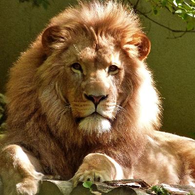 Stoicism & Courage (Part 2 of 6) Stoicism & Courage (Part 2 of 6)