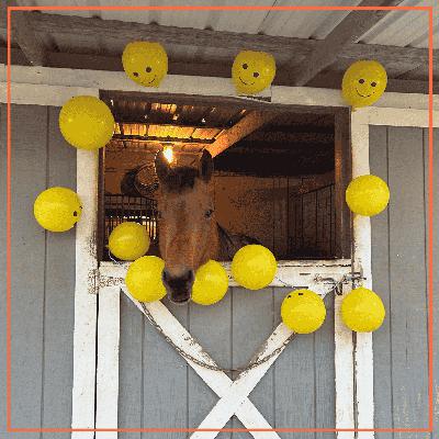 Horse Renting 101: The What and Why of Horse Leasing