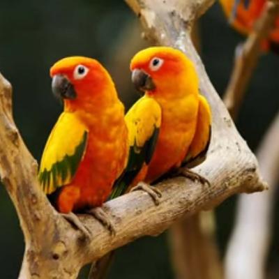 The Well-living Paradigm - Audio article - Part 2