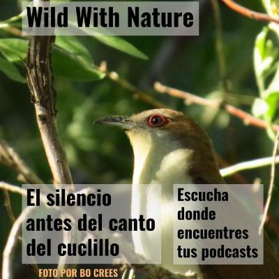 El silencio antes del canto del cuclillo