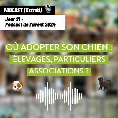 JOUR 21 - Où et comment adopter un chien : élevages, particuliers, associations [Podcast de l’avent 🎄]