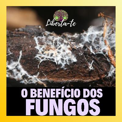 Ep.1 Os Benefícios dos Fungos
