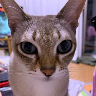 #1213 TVでゲームをした！ from Radiotalk