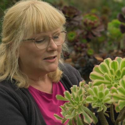Melanie Lewis - National Plant Collection of aeoniums Melanie Lewis - National Plant Collection of aeoniums