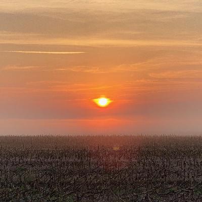 Fall Testing and Prep for 2023 Season: SCN/Fertility/Tillage | Season 2 Post Season Topics
