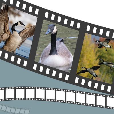 Fly Away Home - What's Good For The Heart Is Good For The Ganker