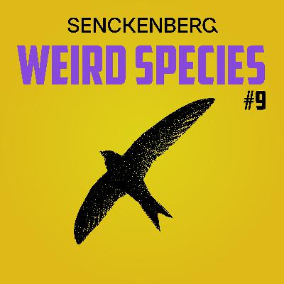 Weird Species #9: Apus apus – A swift, not a swallow!