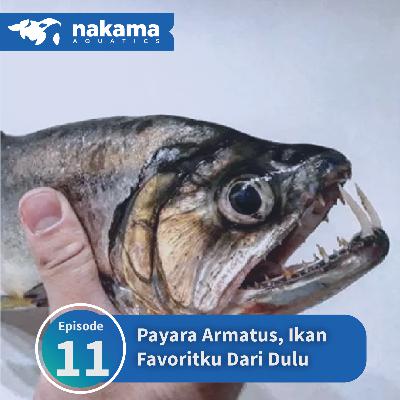 Eps 11 : "Payara Armatus, Ikan Favoritku Dari Dulu" Eps 11 : "Payara Armatus, Ikan Favoritku Dari Dulu"