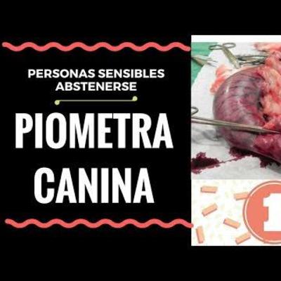 Hablemos de Piometra.