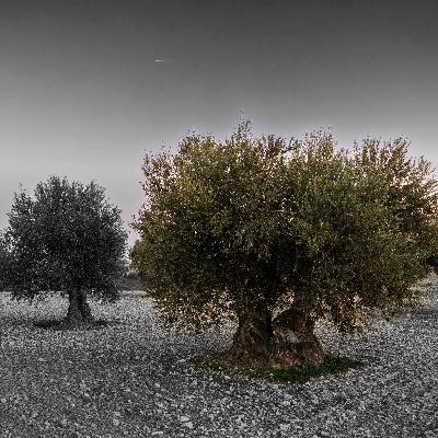 Slow and Simple: Fifth Week of Easter (Year A)