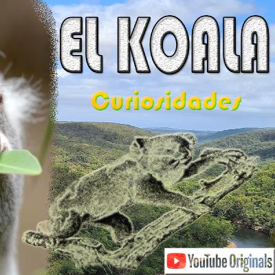 CURIOSIDADES DEL KOALA - El que No Bebe 👍