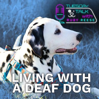 Living with a deaf dog