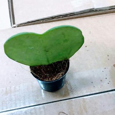 AMOR PERSONAL POR DIOS