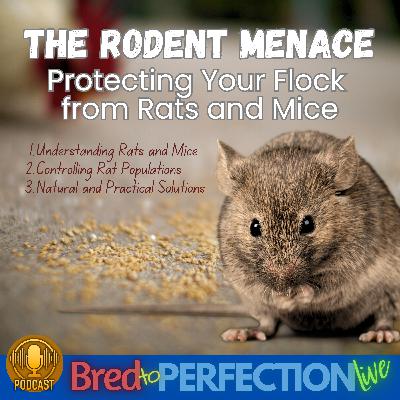Ep262 - The Rodent Menace: Protecting Your Flock from Rats and Mice with Peter Brown