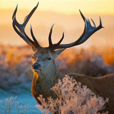 DEER SPIRIT GUIDED SHAMANIC JOURNEY