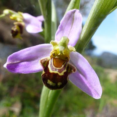 Sex & Crime und tolle Blüten - die Geheimnisse der Orchideen