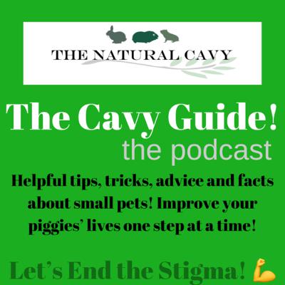 Meet the Herd! Get to Know the Piggies Here at The Natural Cavy!