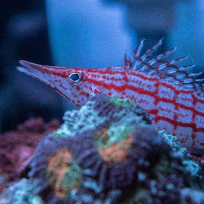Reef-A-Palooza: Diamond pass experiences