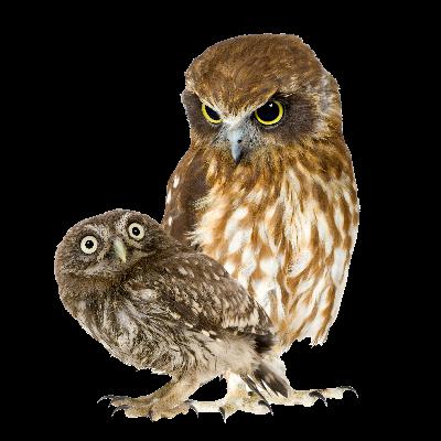 Cine Wildlife - Il Gladiatore 2: poche idee, ma confuse Cine Wildlife - Il Gladiatore 2: poche idee, ma confuse