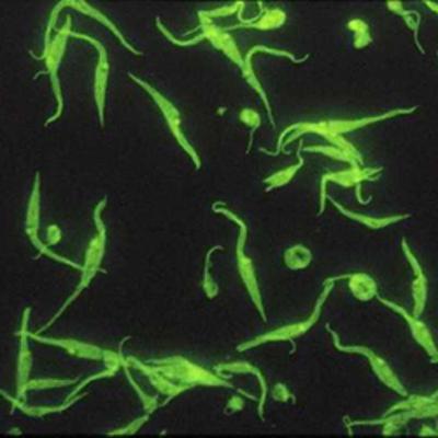 Complexos imunes e Testes Sorológicos Complexos imunes e Testes Sorológicos