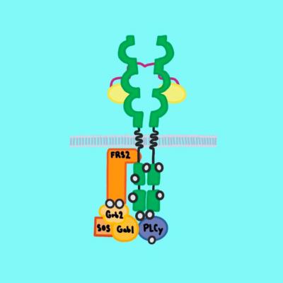 Fibroblast Growth Factors and Their Receptors