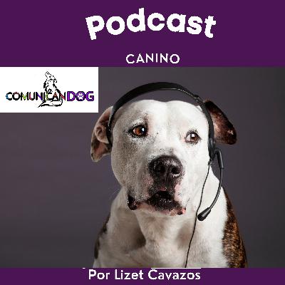 Como elegir al perro ideal?
