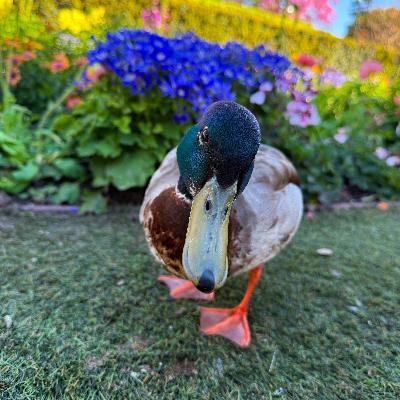 Disneyland Ducks Wind-down with Host Michelle