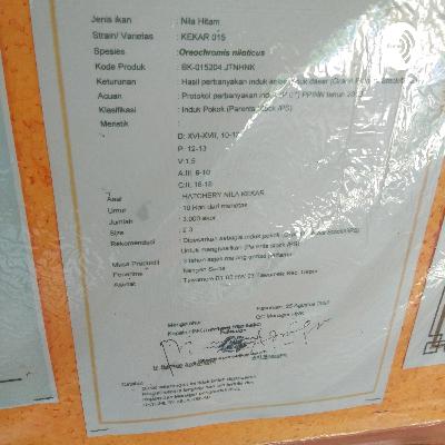 Bagaimana cara budidaya ikan nila