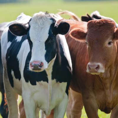 Estafa millonaria con vacunos: el productor cordobes compensará a la empresa de Rancul Estafa millonaria con vacunos: el productor cordobes compensará a la empresa de Rancul
