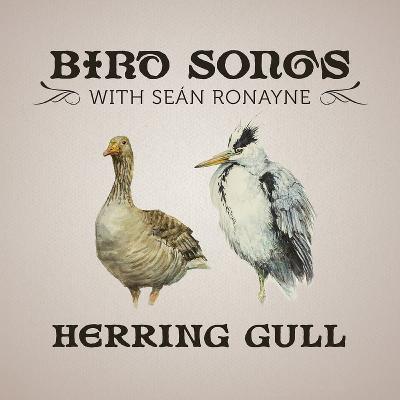 Herring Gull | Bird Songs with Seán Ronayne Herring Gull | Bird Songs with Seán Ronayne