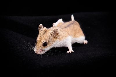 Which Beings Are Sentient?