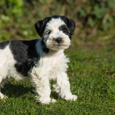 Die Tierdocs: Zwergschnauzer bellt nicht mehr