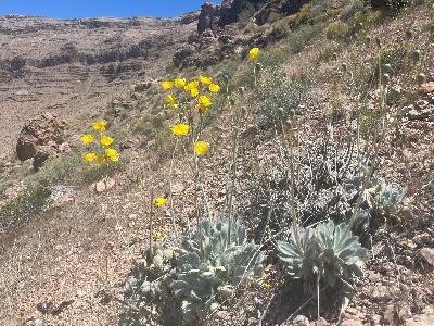 Earth Notes: Las Vegas Bearpoppy