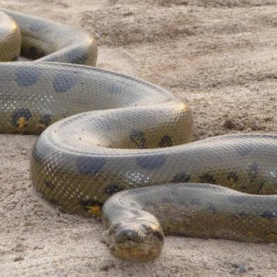 25. Green Anaconda (The Heaviest Snake on Earth) 25. Green Anaconda (The Heaviest Snake on Earth)