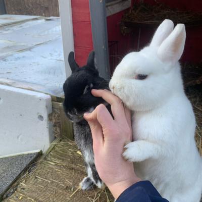 Kaninchen Haltung in Zoohandlungen!//Wie kommen Kaninchen in den Zoohandel