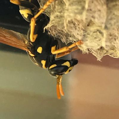 Episode 23: How to Hold Wasps! Episode 23: How to Hold Wasps!