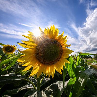 Sommerbilanz des Deutschen Wetterdienstes. Von Judith Kösters