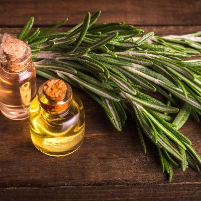 Le Romarin : parfum et puissance