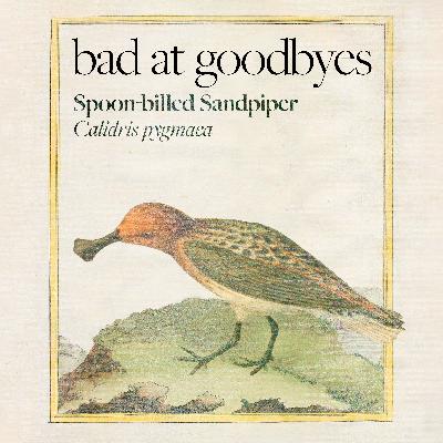 Spoon-billed Sandpiper
