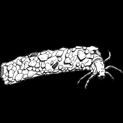 The Caddis Fly