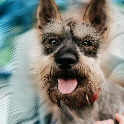 Dogs can see magnetism (probably)