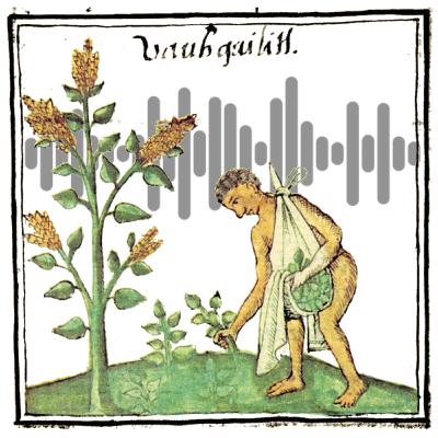 Non xiwitl mokwani- Los quelites o hierbas comestibles Non xiwitl mokwani- Los quelites o hierbas comestibles